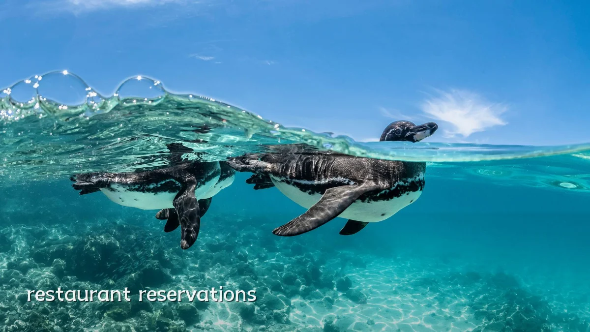 restaurant reservations