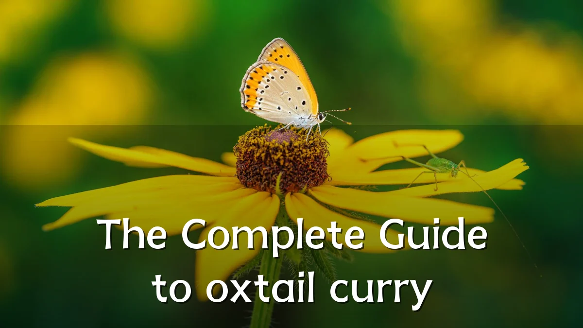 The Complete Guide to oxtail curry