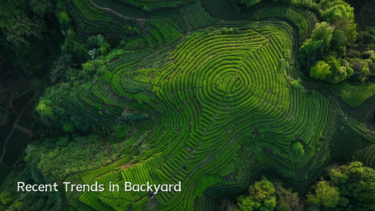 Recent Trends in Backyard